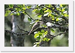 sieppo_ flycatcher 1703 * 2655 x 1786 * (3.34MB)